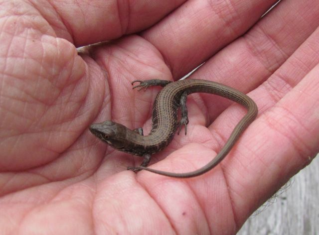 Southern Alligator Lizard